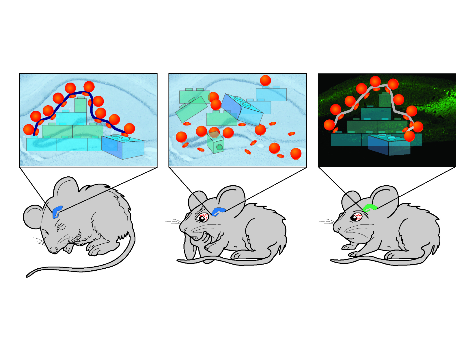 Penn Team Restores Memory Formation Following Sleep Deprivation in Mice